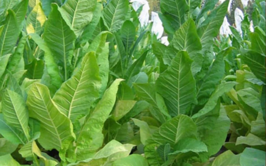 Burley tobacco plants, basking under the open sky